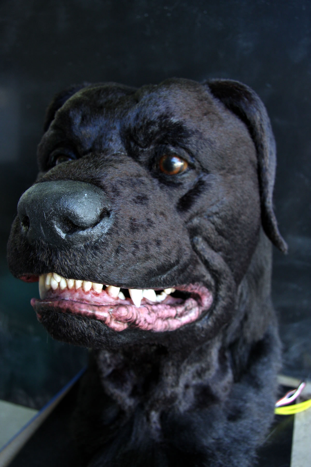 Animatronic Dog for the film 'Stag Night'